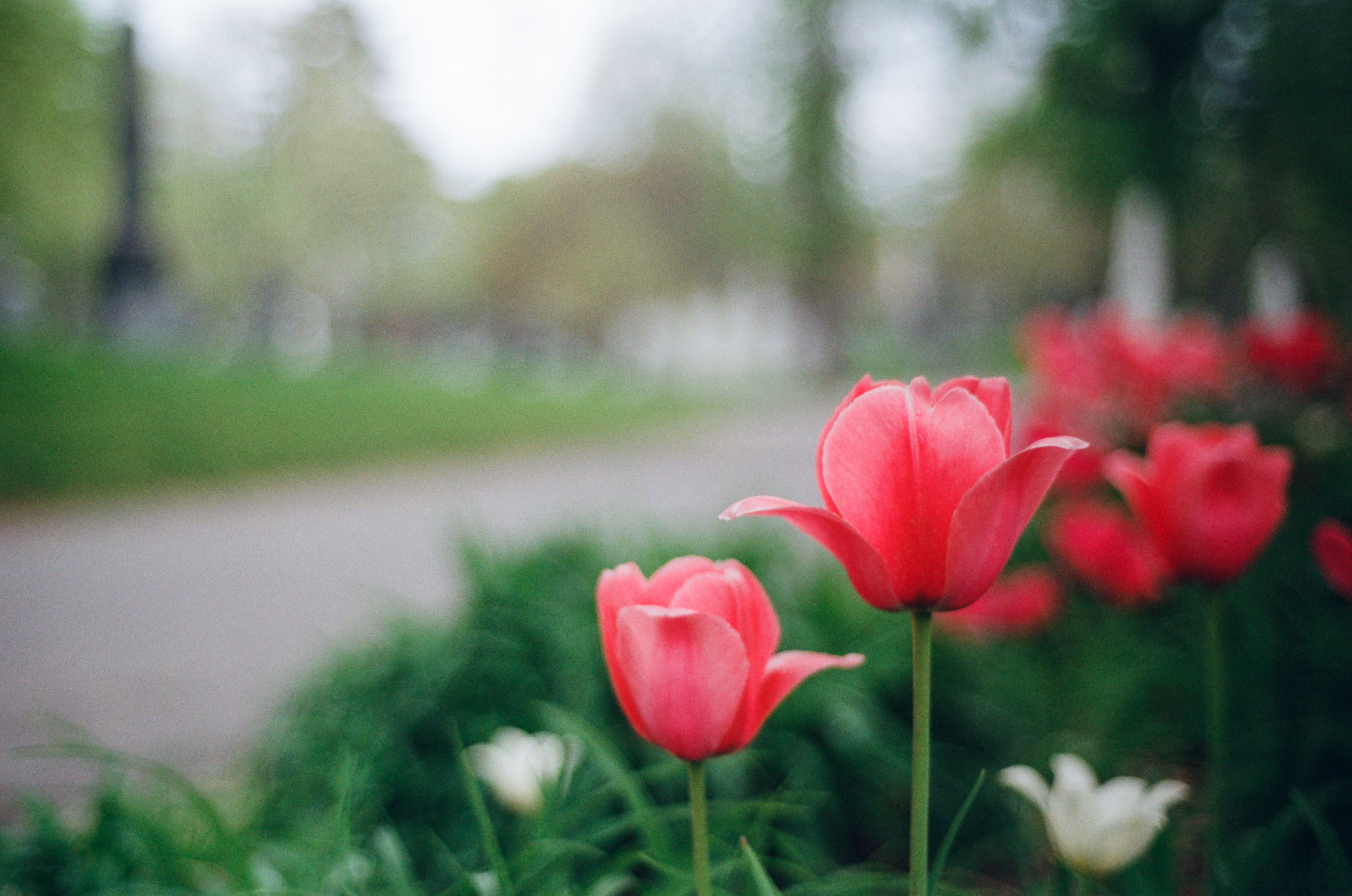 Green-Wood Cemetery, Kodak Gold 200