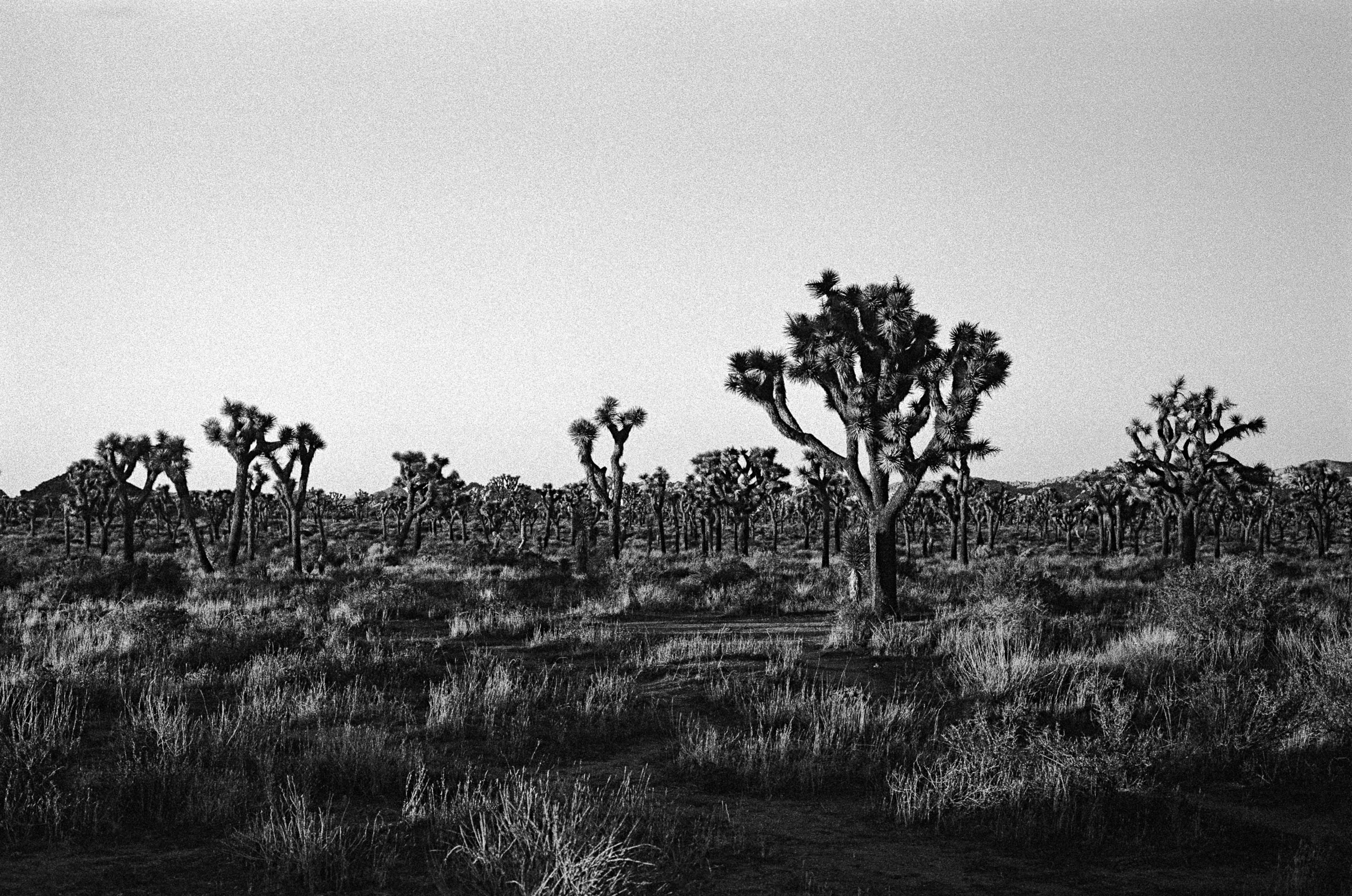 Joshua Tree National Park, right as the sun was setting. Ilford HP5 Plus